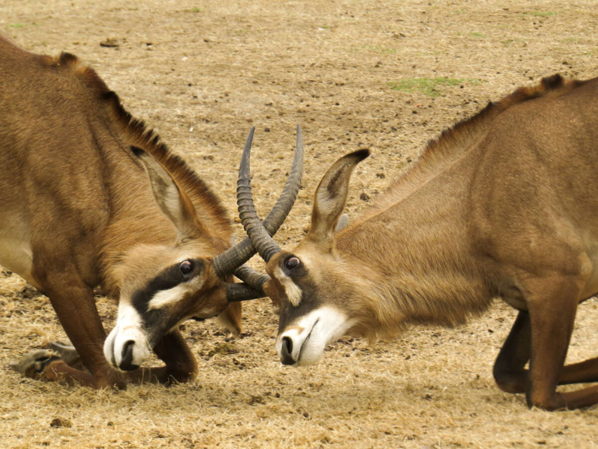 roan antelope fight
