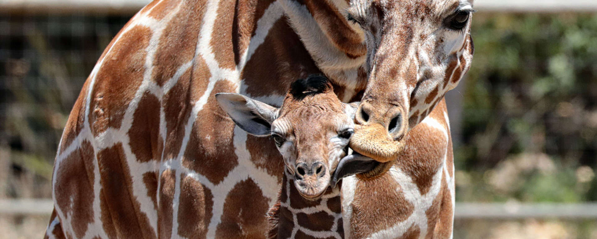 Baby Giraffe by Will Buquoy