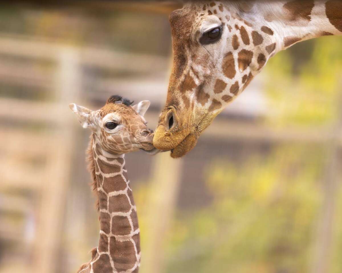 Aanvrager dok eerste New Baby Giraffe Grace - Safari West