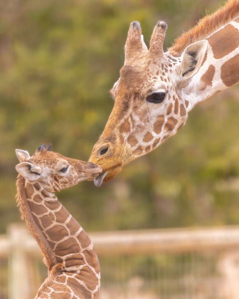 Giraffe Baby Grace and Mom
