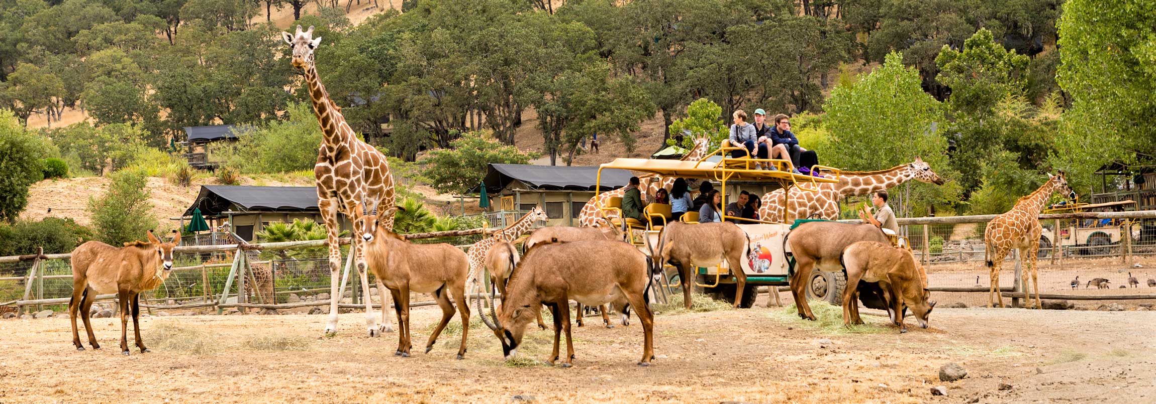 safari west about