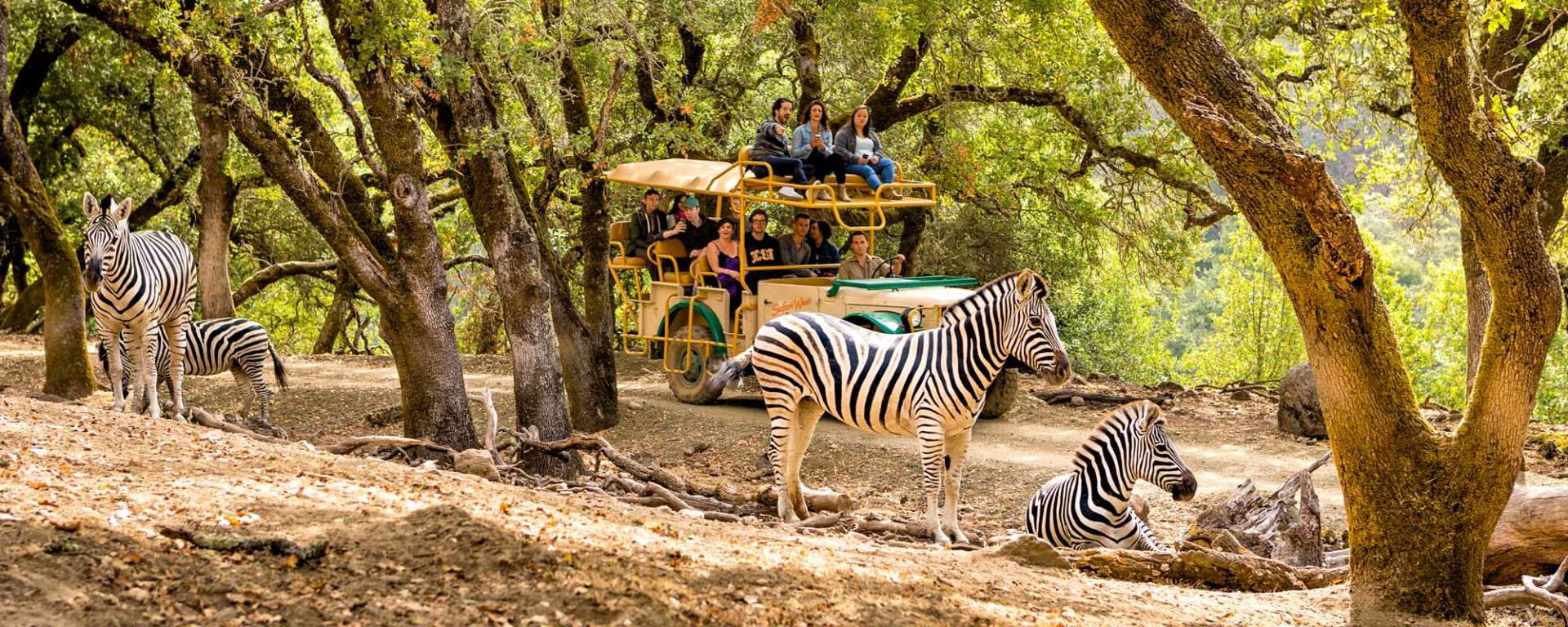 Safari with zebra by Ray Mabry