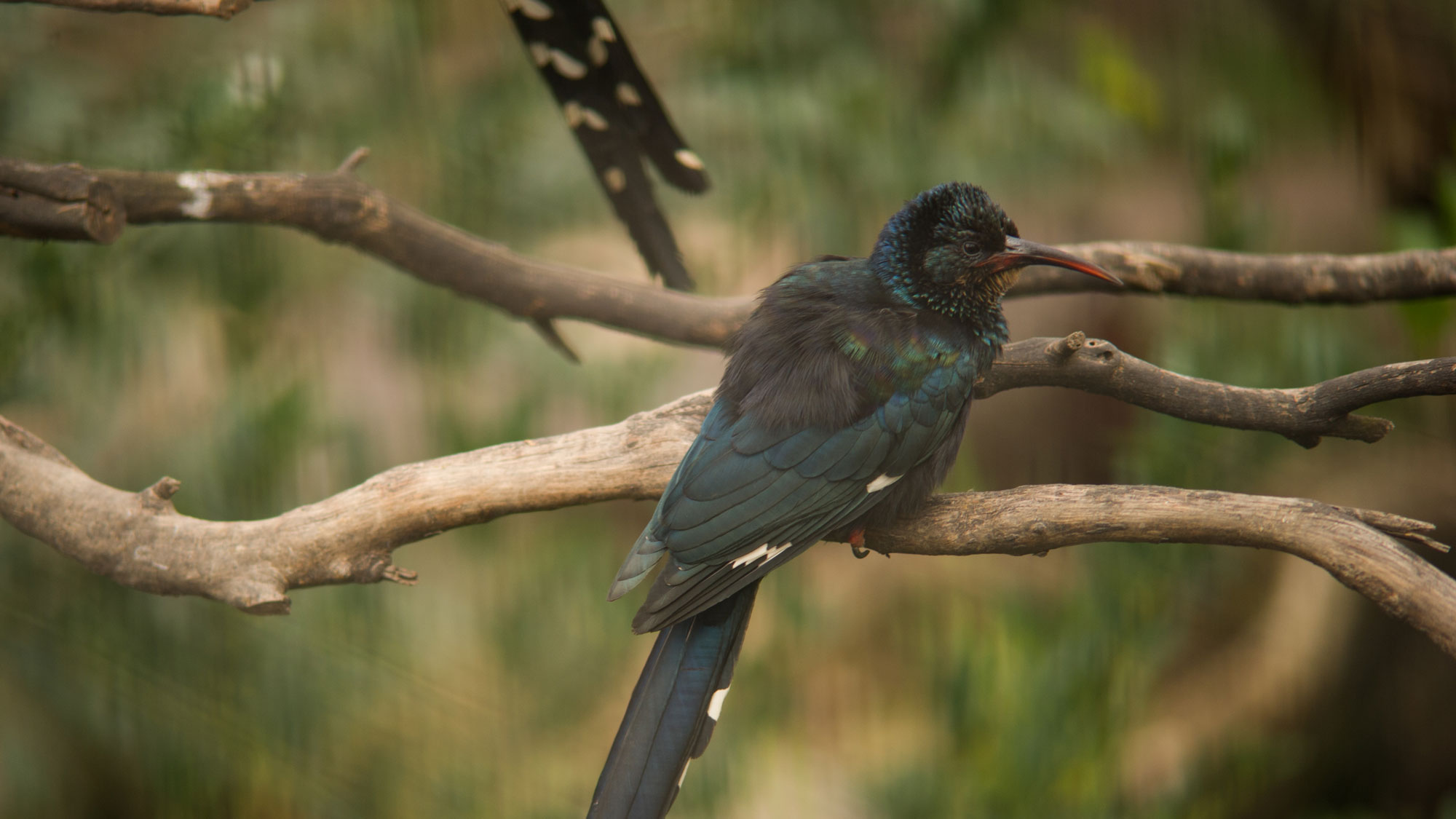 Wood Hoopoe