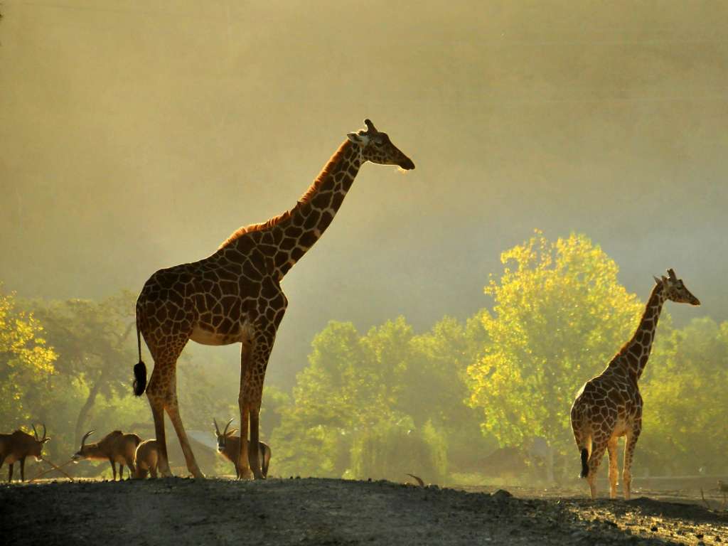 Safari at Dawn with Giraffes and Roan Antelope