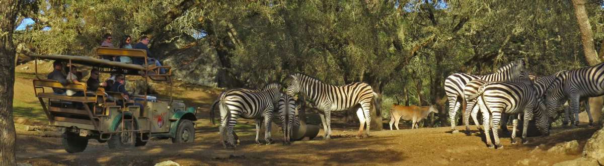 Go on Safari! - Discover the wildest Sonoma County - Safari West