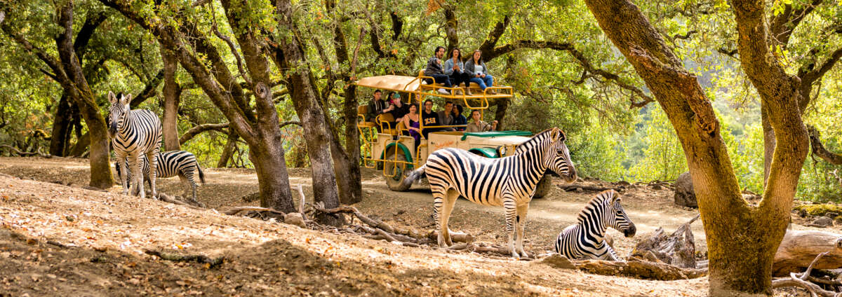 classic safari tour with zebra