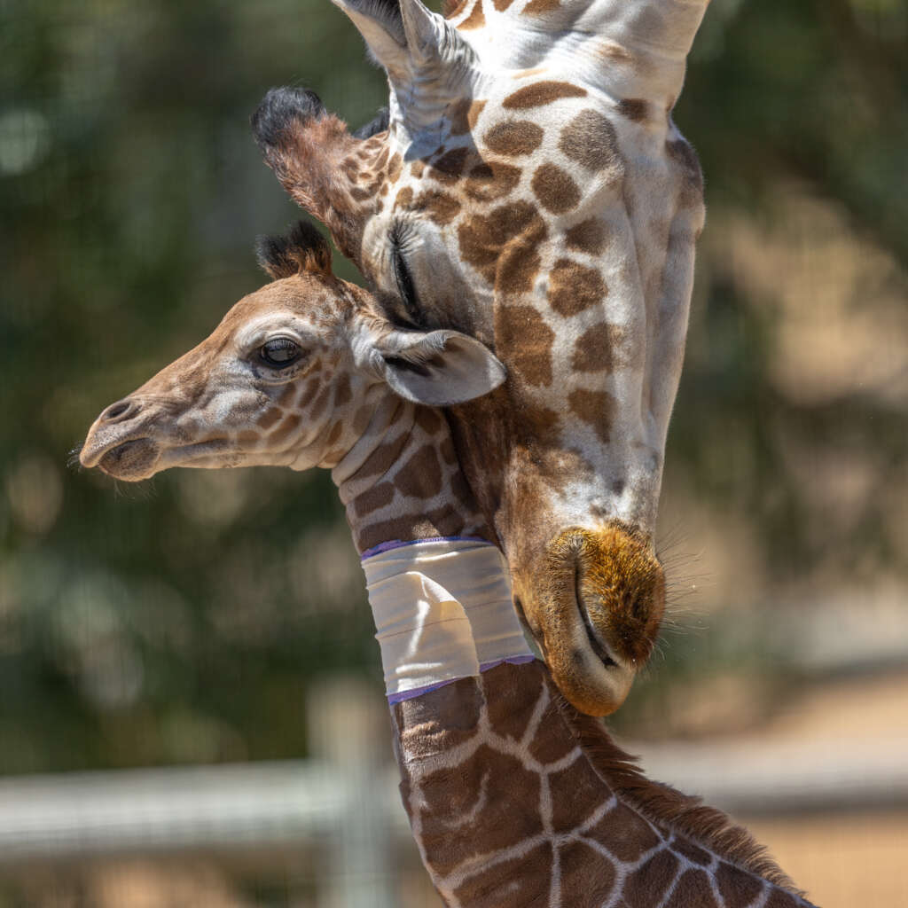 Safiri Getting Nuzzled