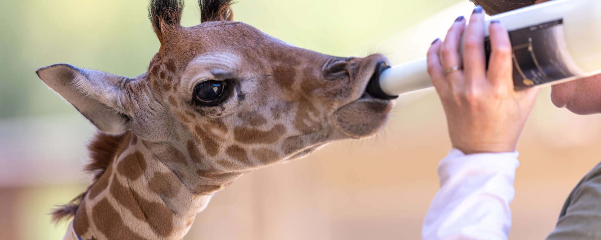 Safari West bottle feeding giraffe Safiri