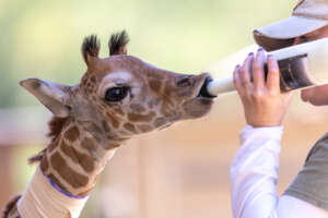 Safari West bottle feeding giraffe Safiri