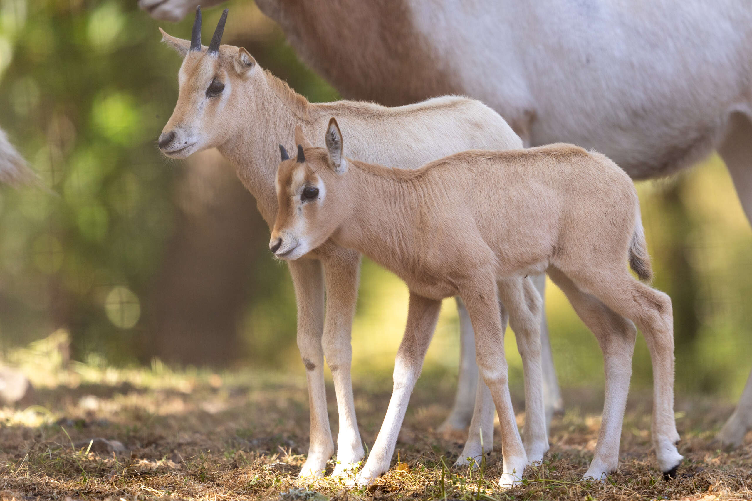 Scim-4 - Safari West
