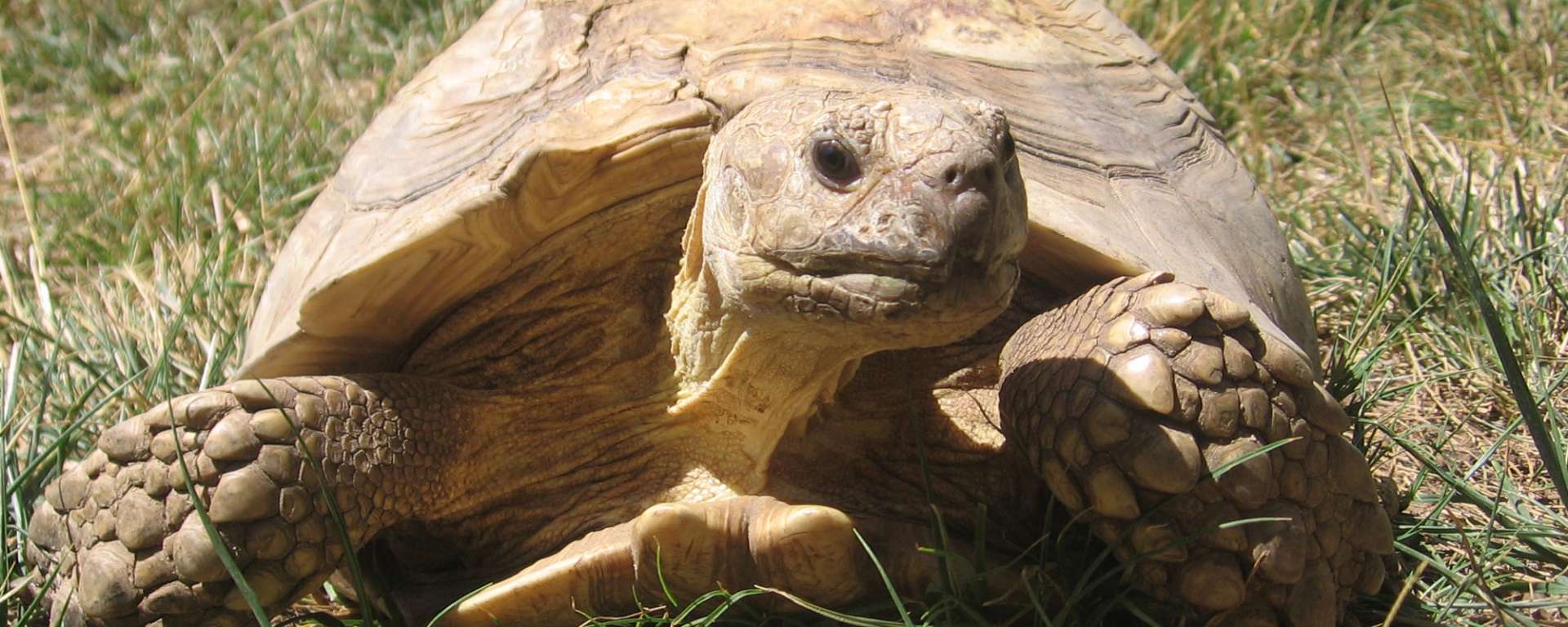 Sulcata Tortoise Safari Spotlight