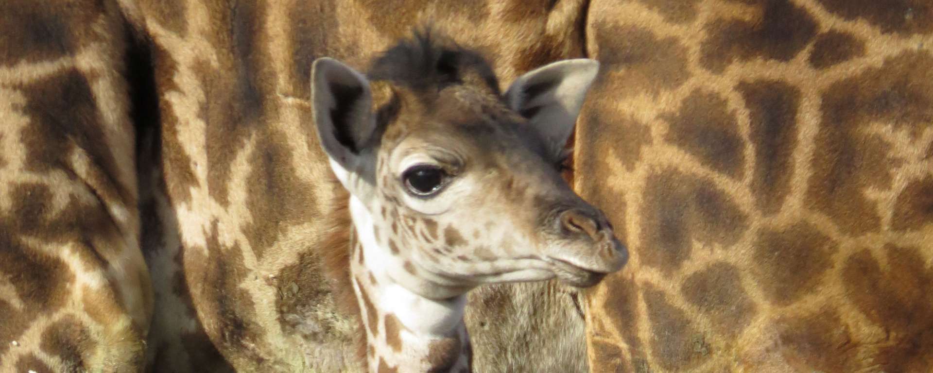 Tufani Junior Giraffe