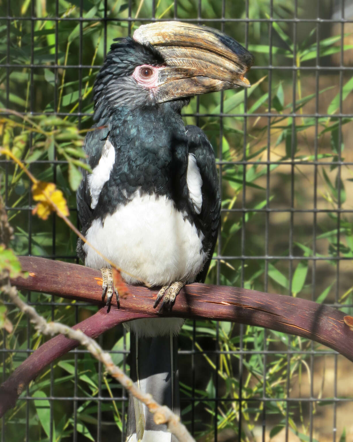 Creature Feature Trumpeter Hornbill Safari West