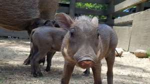 Warthog Baby