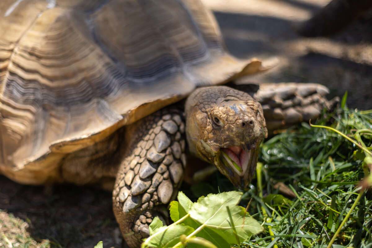 Watson, Sulcata tortoise - Safari West