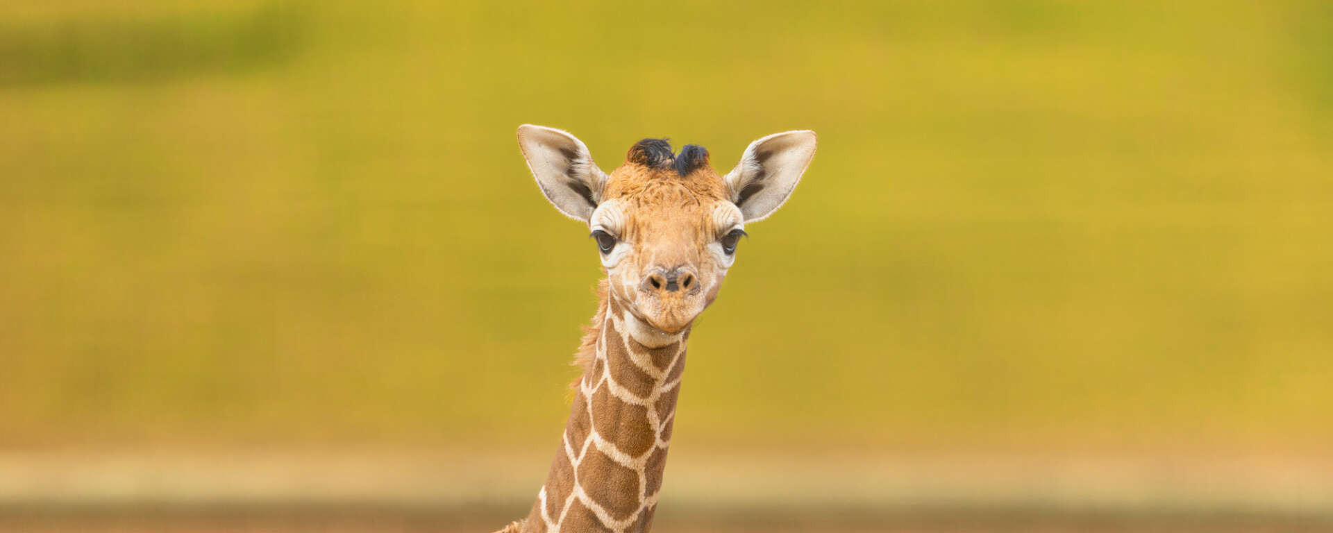 Giraffe Baby Grace