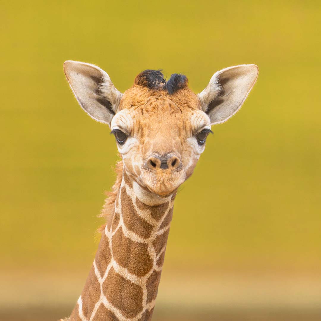 Wide-Face-Crop-edited-social - Safari West