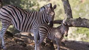 Zebra New Year