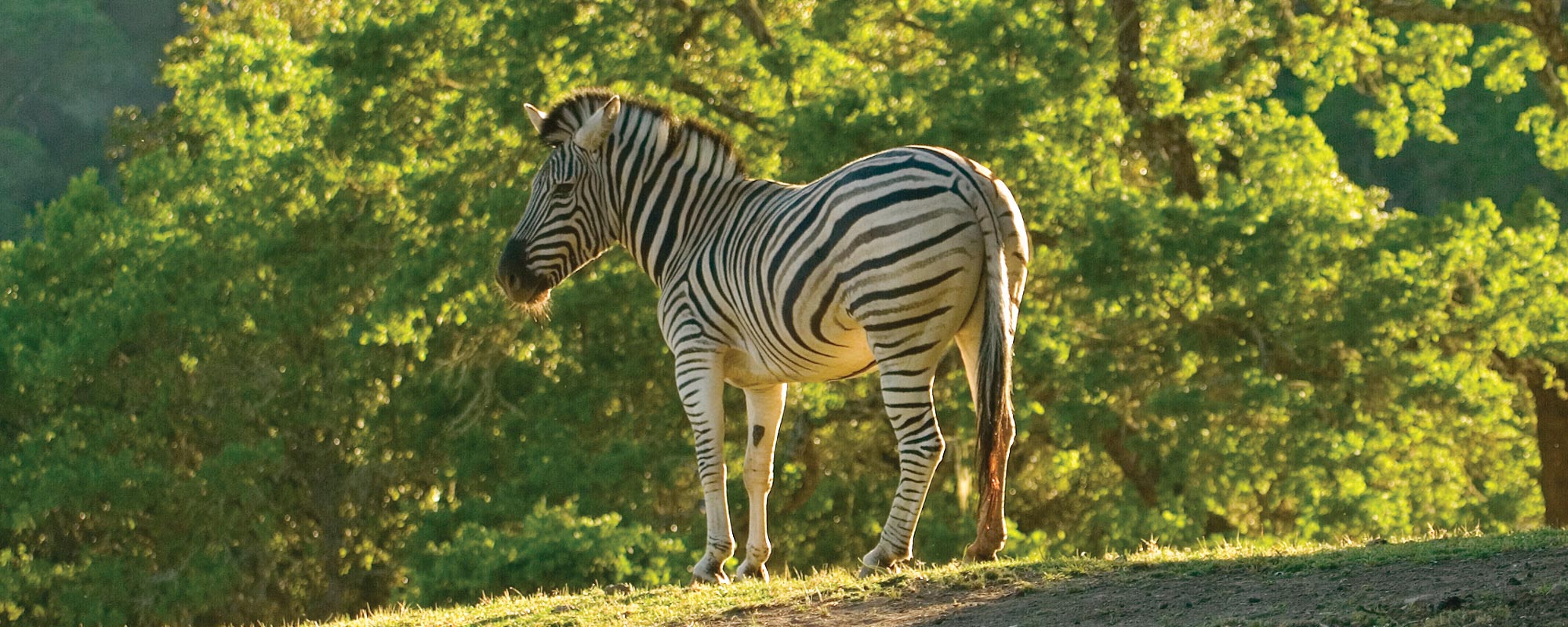 Zebra, Plains - Safari West