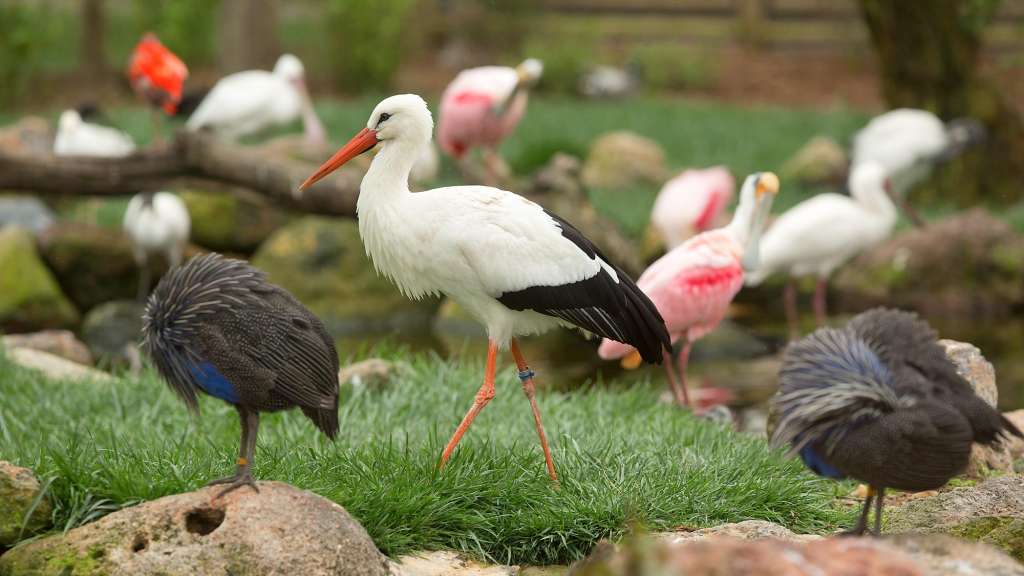 Amari Oasis Aviary Birds