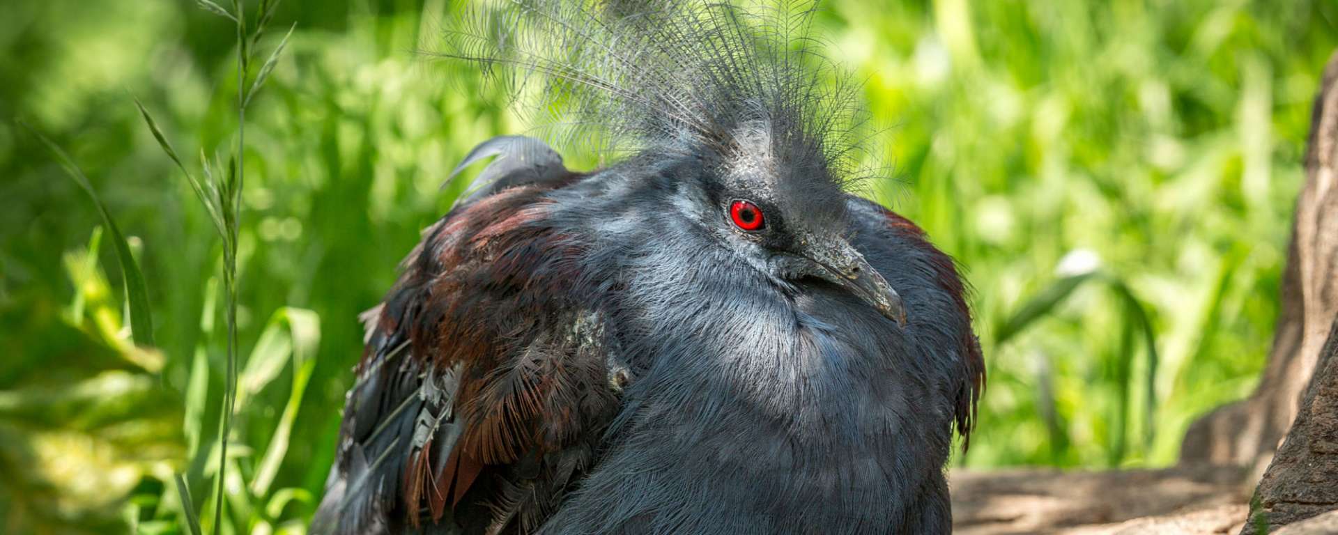 Blue Crowned Pigeon by Steve-Murdock