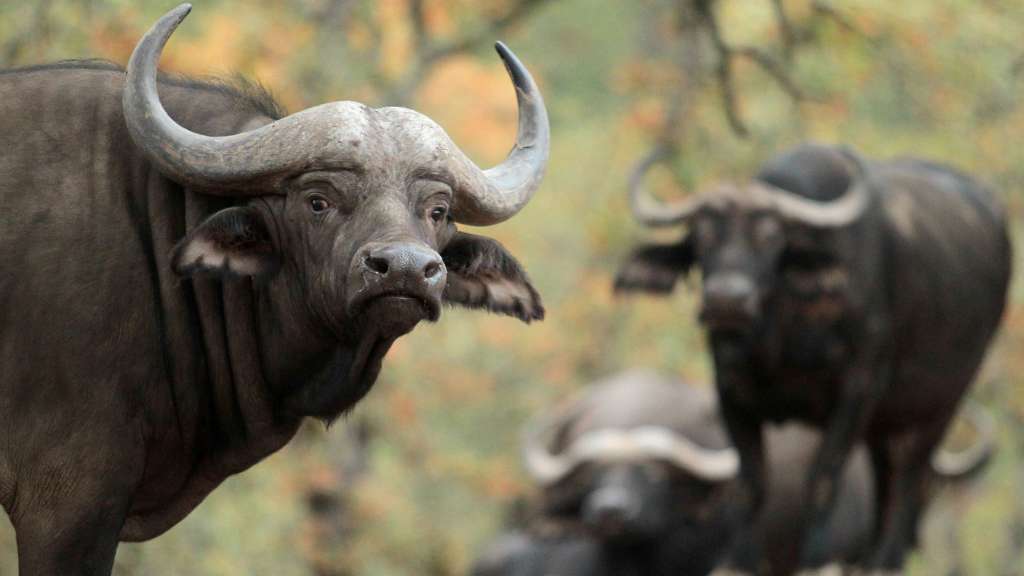 Cape Buffalo