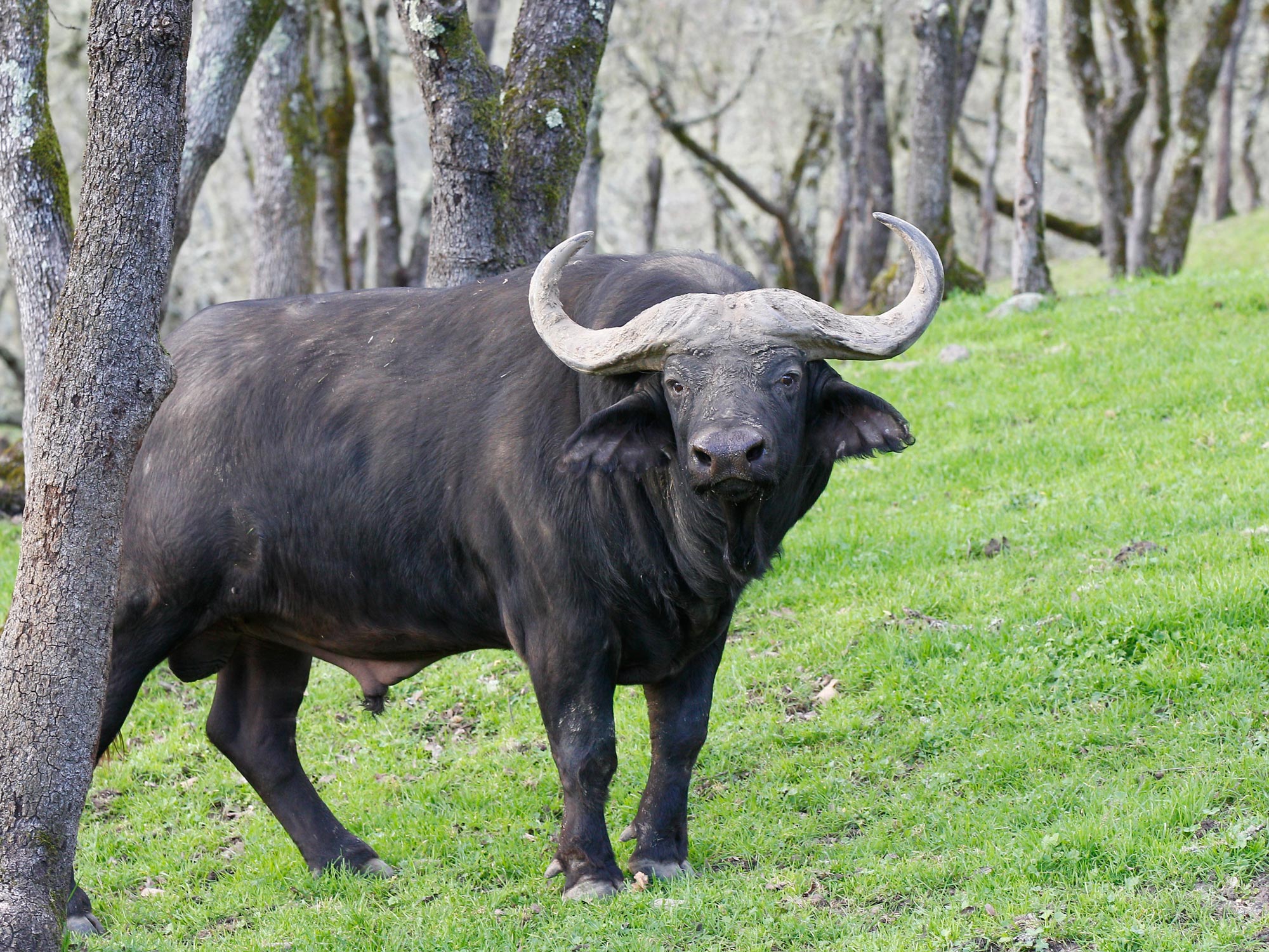 African buffalo, facts and photos