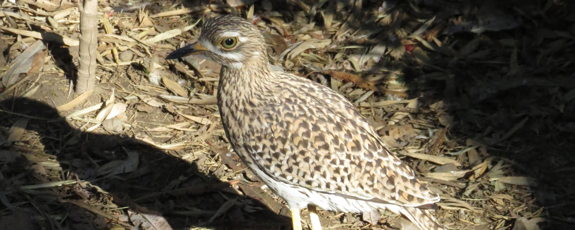 Cape Thick-knee by Cheryl Crowley