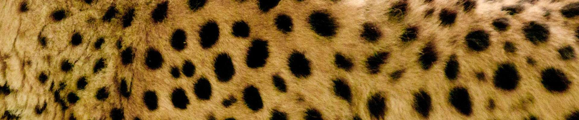 Cheetah Pattern for Maps and Directions