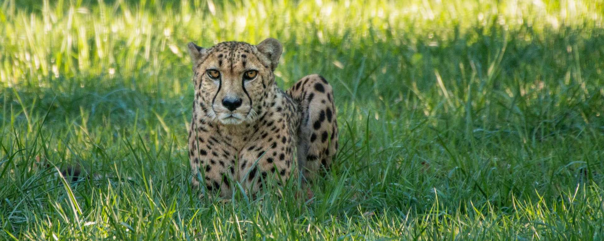 Cheetah Timbu