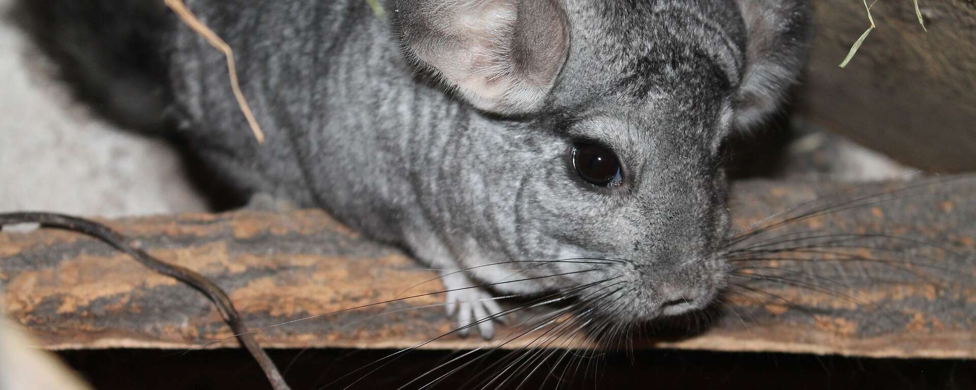 California Chinchilla Rescue