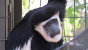 Colobus Monkey