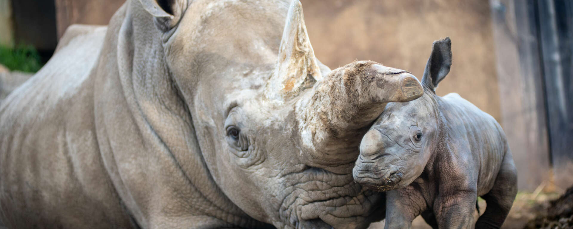 Rhino baby with mom Eesha