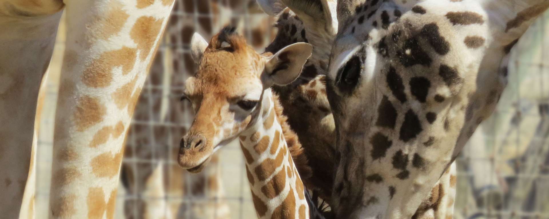 Baby Giraffe Tarra by Cheryl Crowley