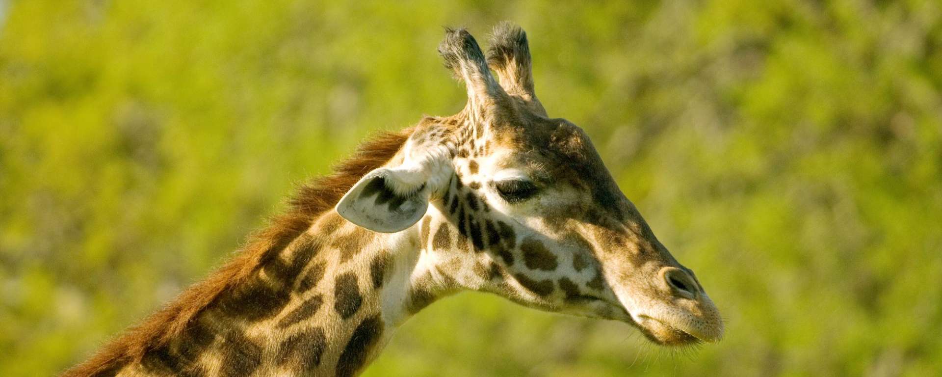 what are giraffe horns called