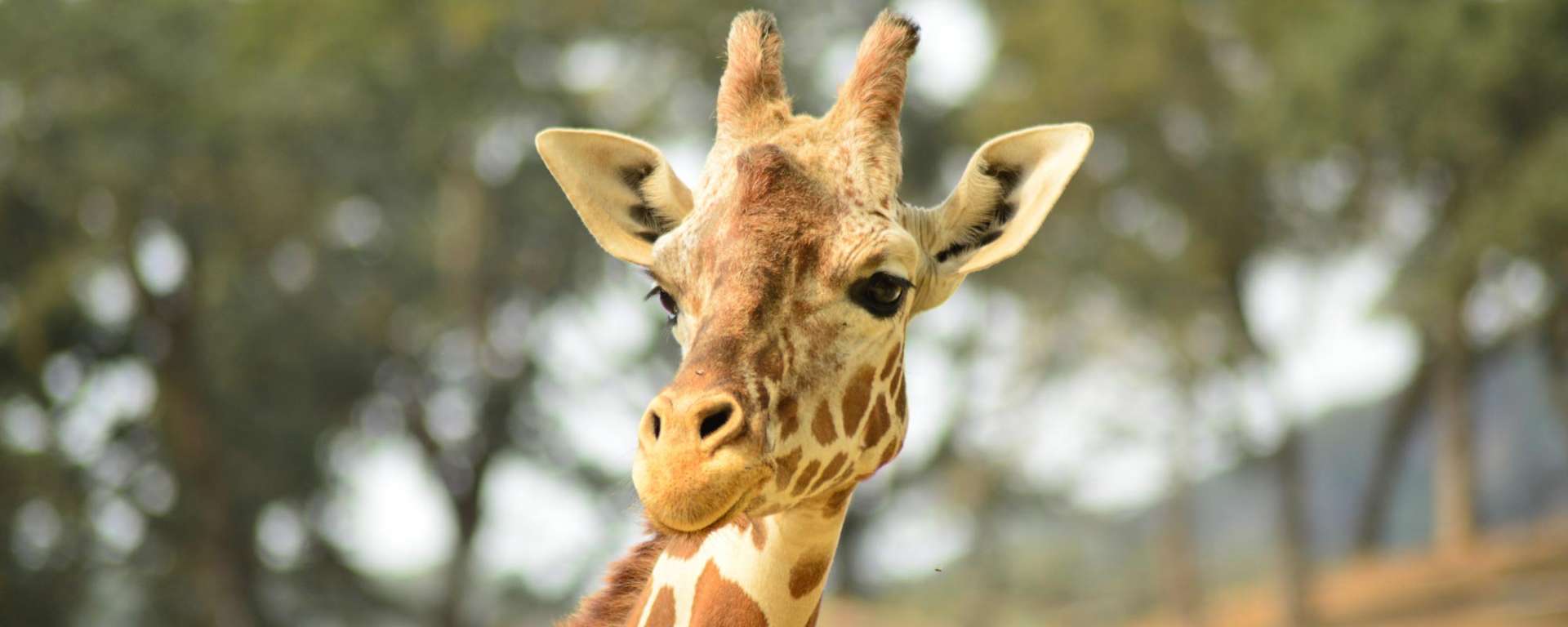 what are giraffe horns called