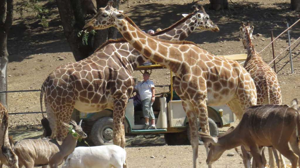 Safari with Giraffes