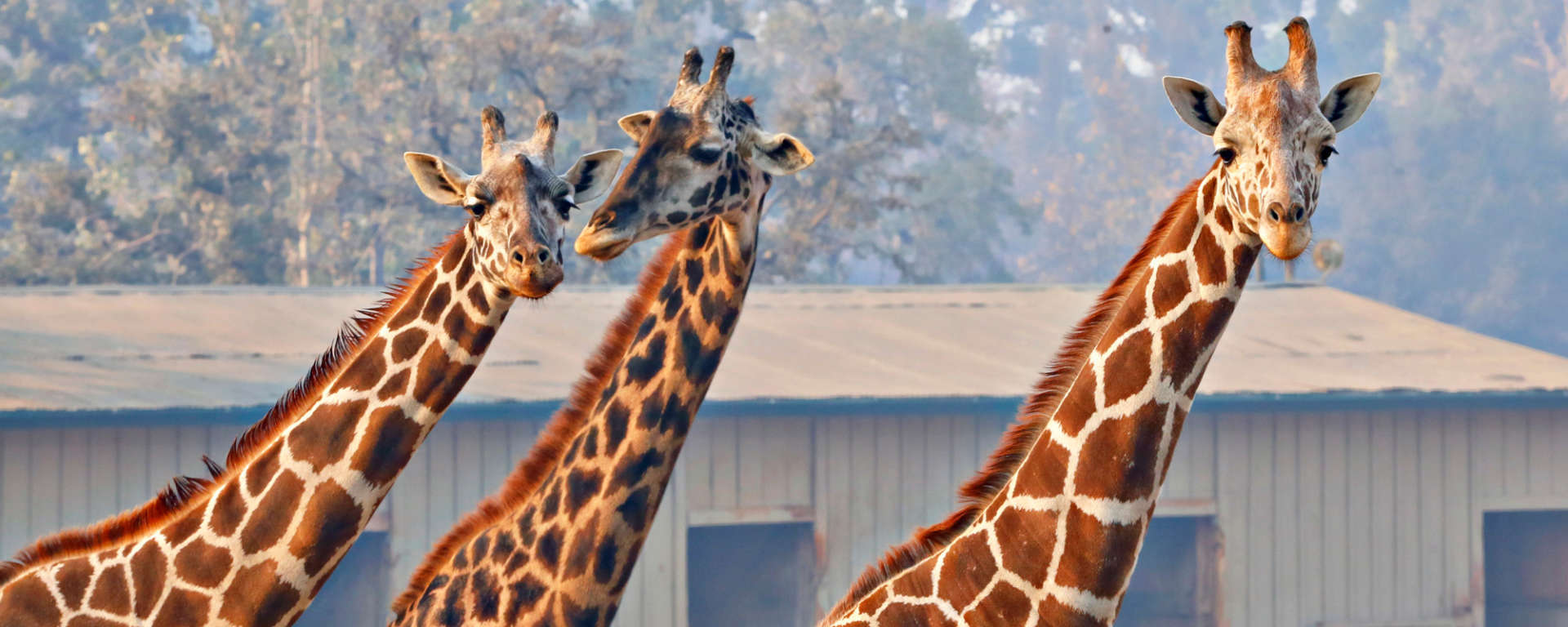 Giraffes by Will Bucquoy