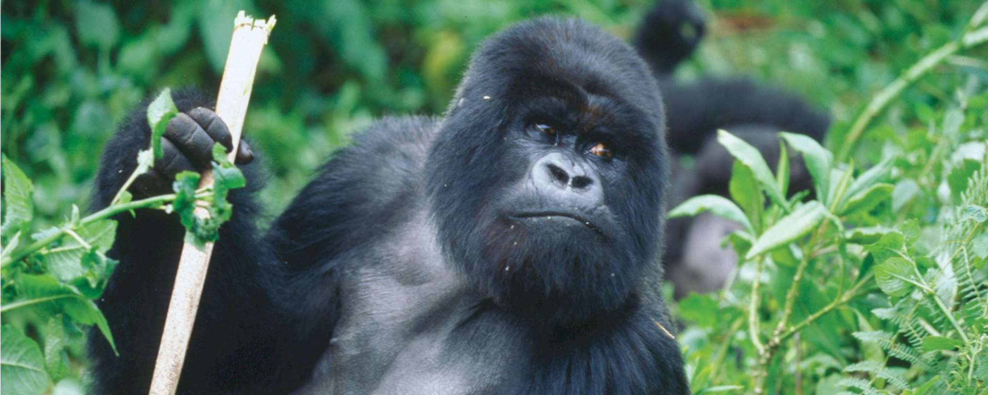 Friends of Ape Action Africa Gorilla