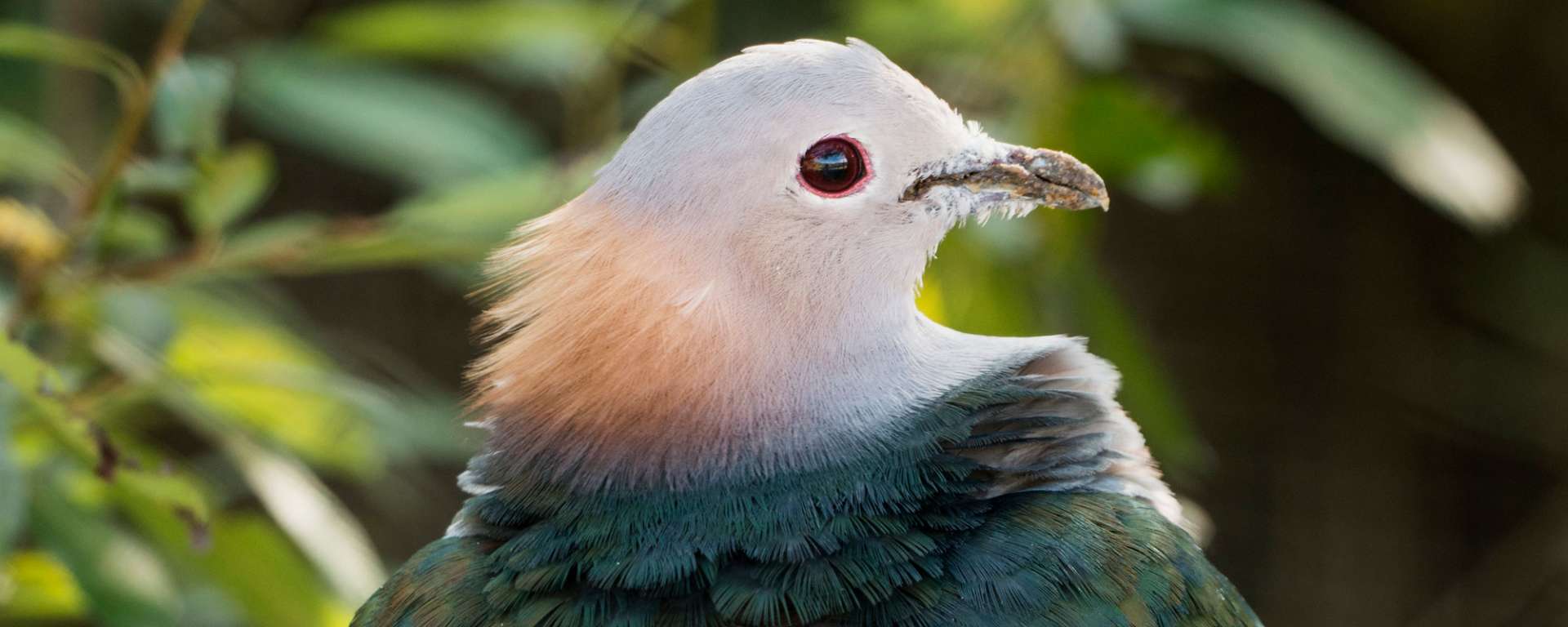 Green Imperial Pigeon by Charlie Morey