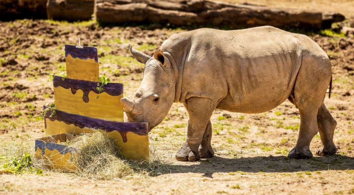 Otto, the first baby White Rhino born at Safari West searches for his feed text to a cardboard cake made by staff for his 1st birthday at the Santa Rosa animal preserve Tuesday, April 2, 2024. Otto has gained over 1,000 pounds and his horn has grown 5 inches in his first year. (Photo by John Burgess/The Press Democrat)