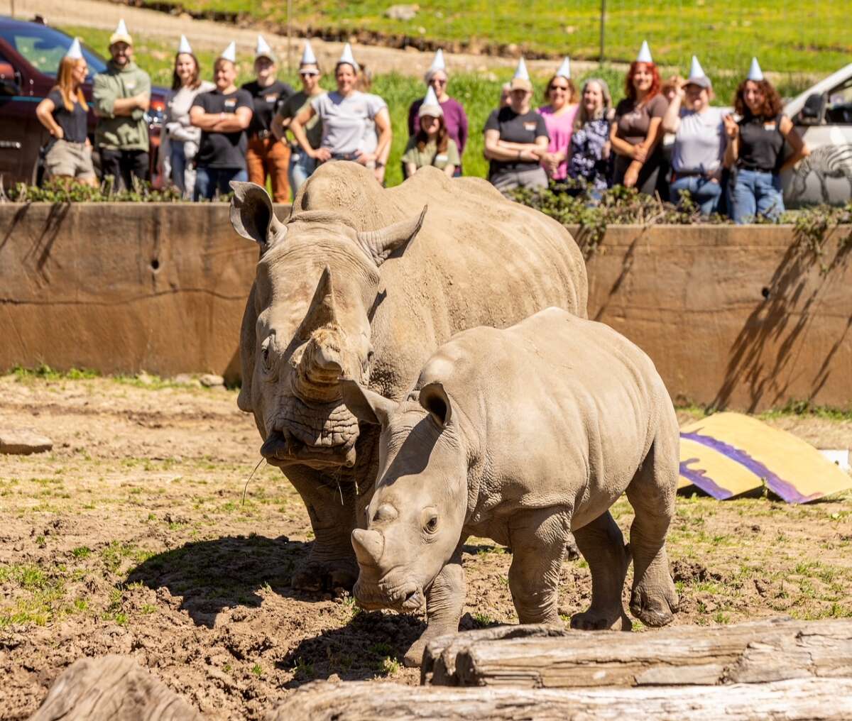 Otto the rhino celebrates with keepers and staff his first birthday