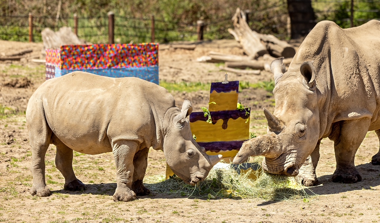 Otto the rhino's first birthday