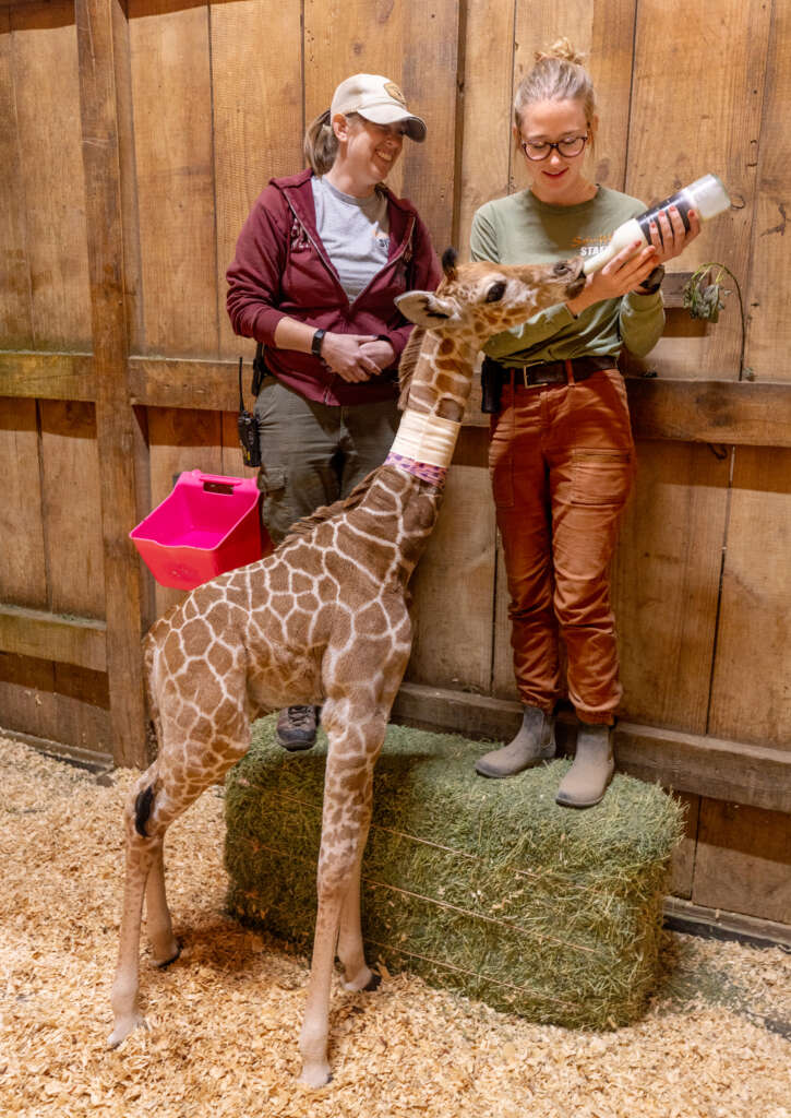 Safiri Getting Bottle Fed