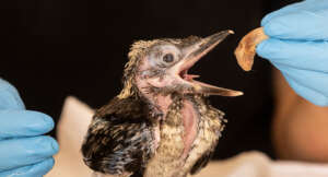 kookaburra chick
