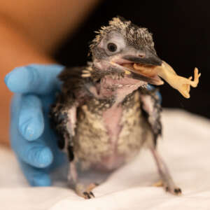 kookaburra chick