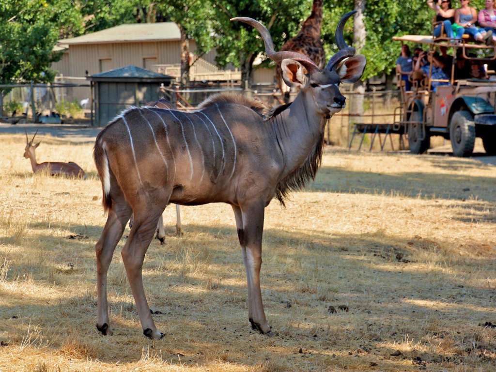 Safari Tour with Kudu