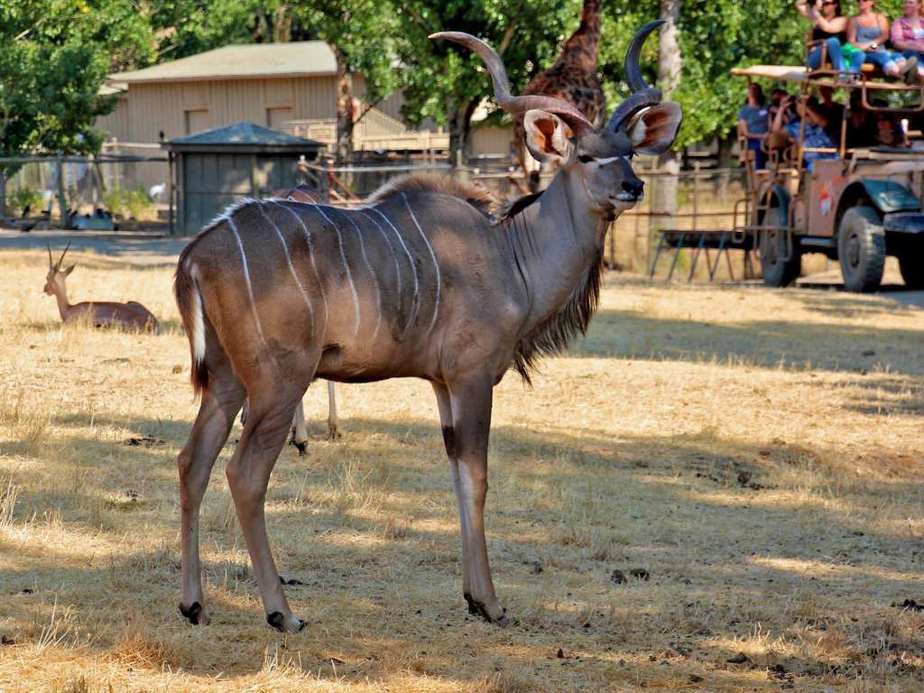 Go on Safari! - Discover the wildest Sonoma County - Safari West