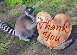 Lemur with a Thank You Heart