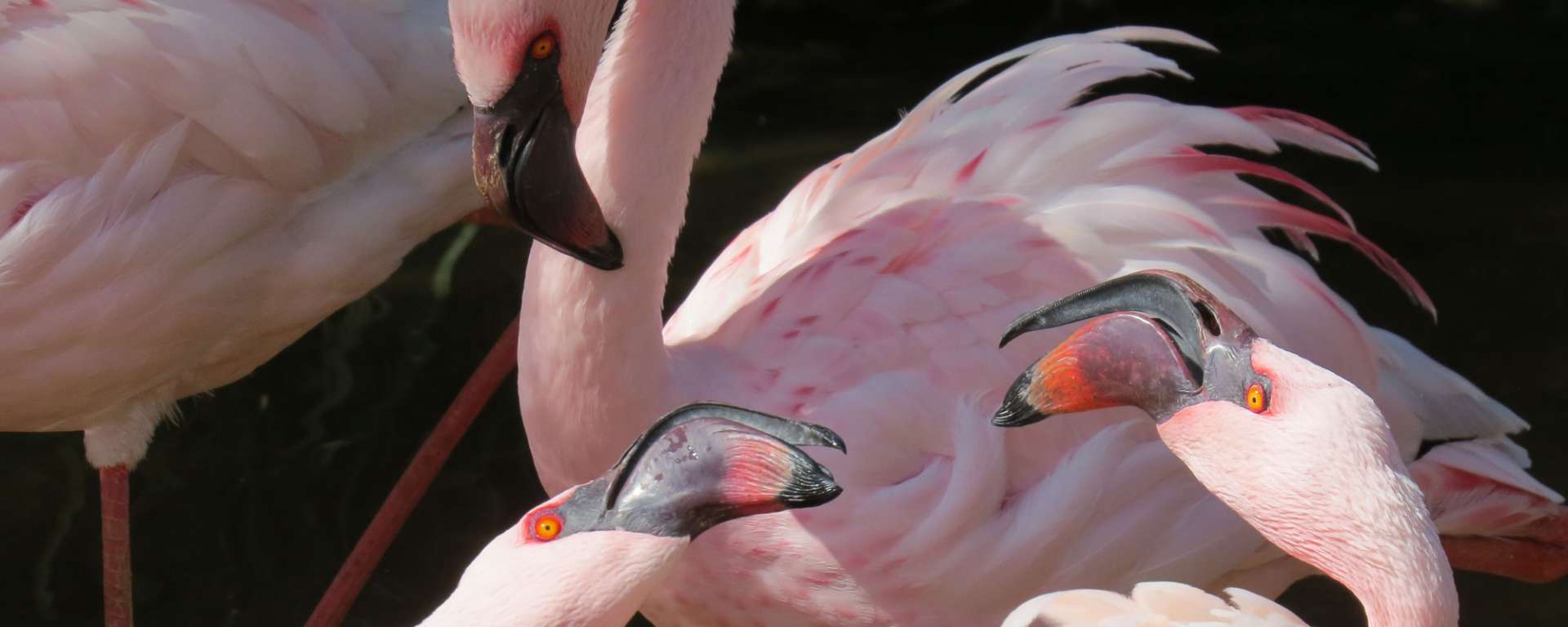 Safari Spotlight Lesser Flamingo